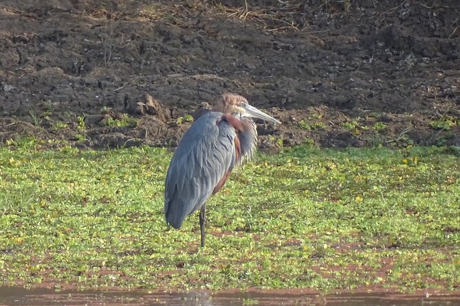Half Day Private Bird Watch Safari From Livingstone - Highlights