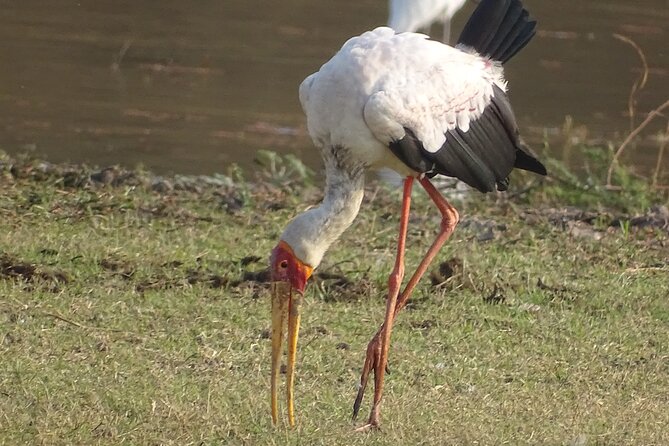 Half Day Private Bird Watch Safari From Livingstone - Pickup Information