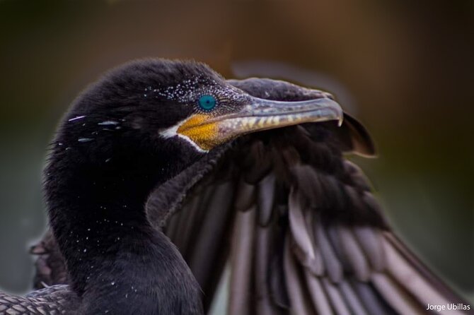 Half-Day Private Birdwatching Tour in Lima - Copyright Statement