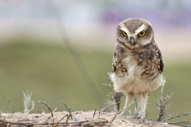 Half-Day Private Birdwatching Tour in Lima - The Sum Up