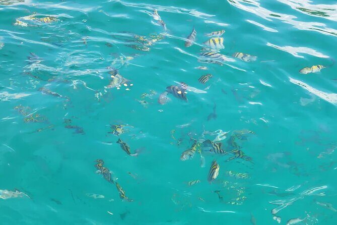 Half-day Private Catamaran Trip with Snorkeling - What Do Past Guests Say?