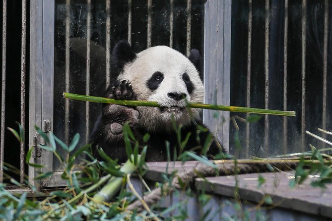 Half Day Private Chengdu Panda Center Layover Tour - Included Amenities