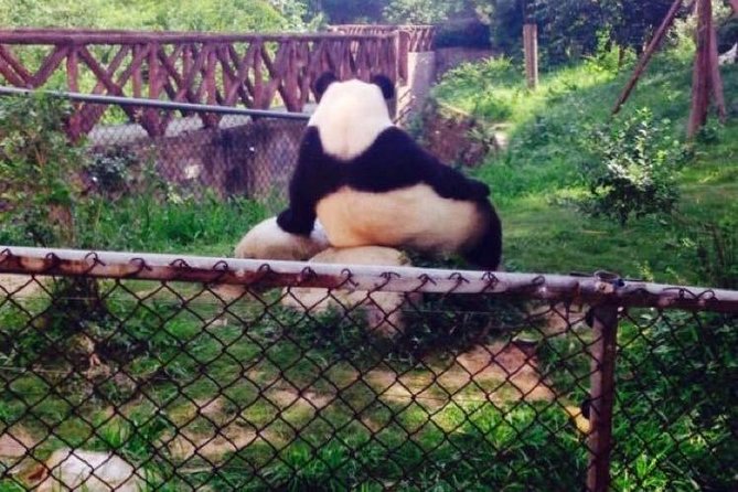 Half Day Private Chengdu Panda Center Layover Tour - Pickup Details