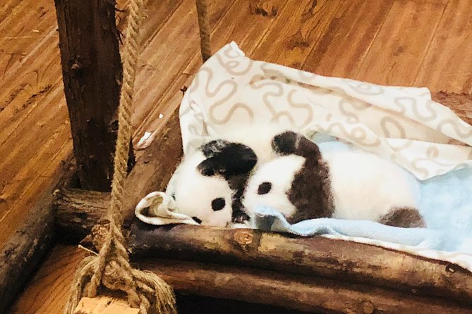 Half Day Private Chengdu Panda Center Layover Tour - Booking Procedures