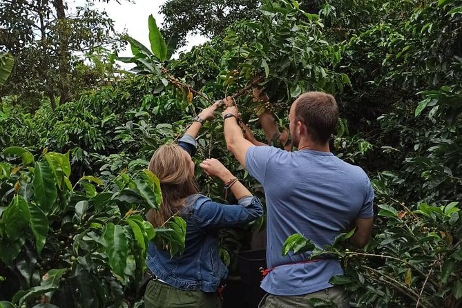 Half Day Private Coffee Tour Near Medellín - Good To Know
