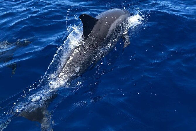 Half Day Private Cruise Tour with Snorkeling and Fishing in Kona - The Itinerary: A Closer Look