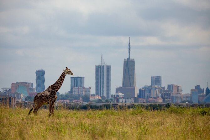Half-Day Private Guided Safari Tour to Nairobi National Park - Tour Itinerary