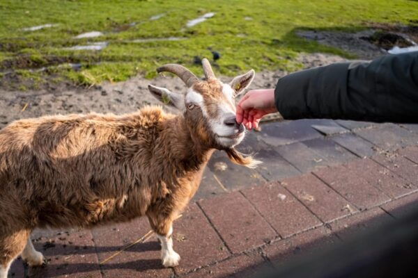 Half-Day Private Guided Sightseeing Tour of Zaanse Schans - Customer Feedback and Ratings