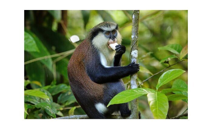 Half Day Private Island Adventure in Grenada - Practical Details and Value