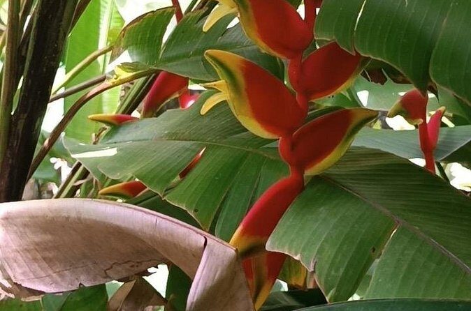 Half Day Private Island Adventure in Grenada - Who is This Tour Best For?