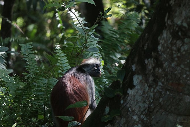 Half-Day Private Jozani Chwaka Bay Forest Tour in Zanzibar - Highlights