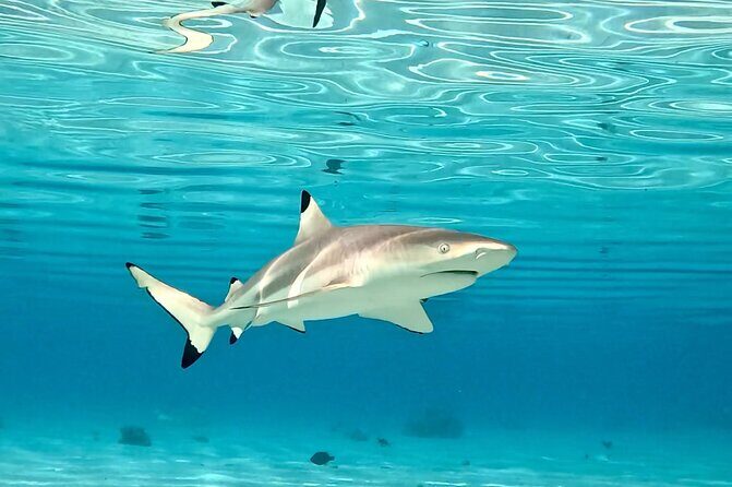 Half Day / Private Lagoon Adventure in Mo'orea - Final Thoughts