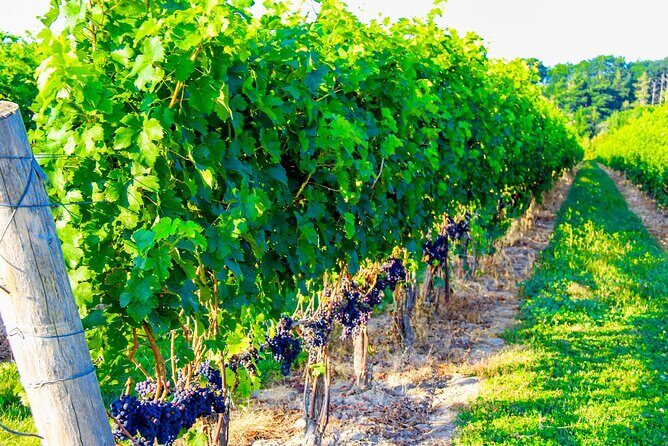Half-Day Private Niagara-On-The-Lake Wine Tour from St.Catharines - Introduction