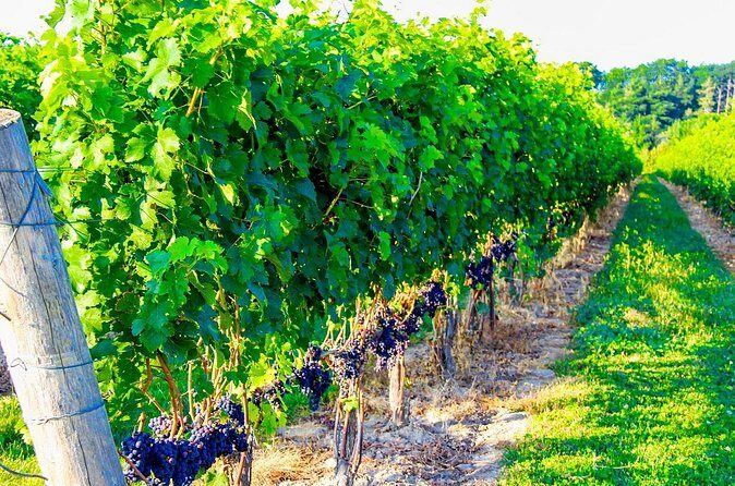 Half-Day Private Niagara-On-The-Lake Wine Tour from St.Catharines - Frequently Asked Questions