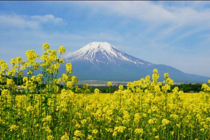 Half Day Private Oreum(Small Mountain ) Tour in Jeju Island - Cancellation Policy