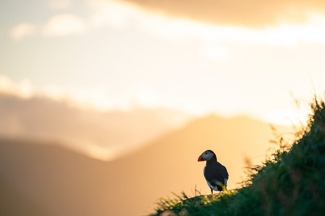 Half-day Private Puffin and Elves Tour in Borgarfjordur Eystri - Whats Included