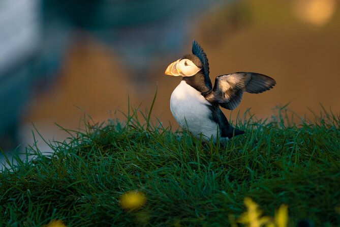 Half-day Private Puffin and Elves Tour in Borgarfjordur Eystri - Meeting and Pickup
