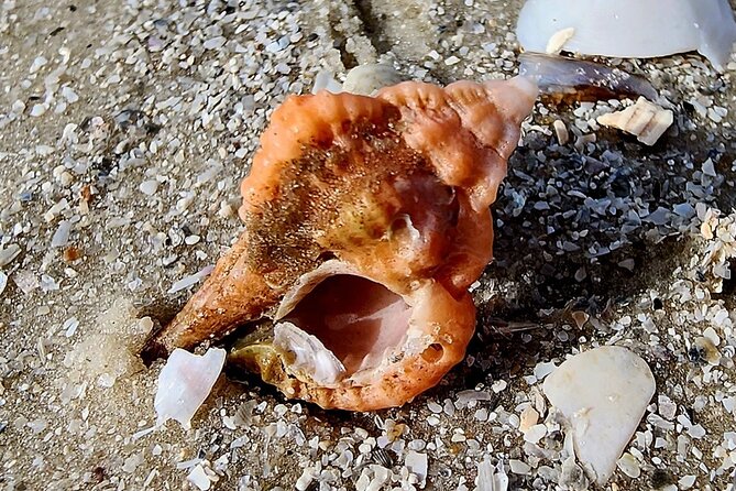 Half Day Private Shelling Dolphin EcoTour in 10 000 Island Marco - Meeting Point Details