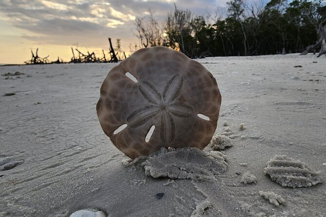 Half Day Private Shelling Dolphin EcoTour in 10 000 Island Marco - Tour Duration