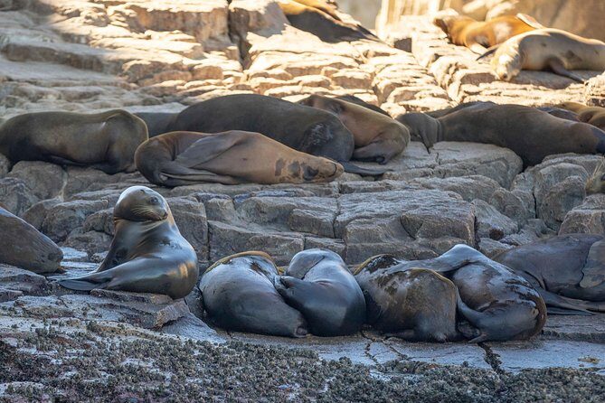 Half-Day Private Snorkel Sailing Adventure in Cabo San Lucas - Final Thoughts