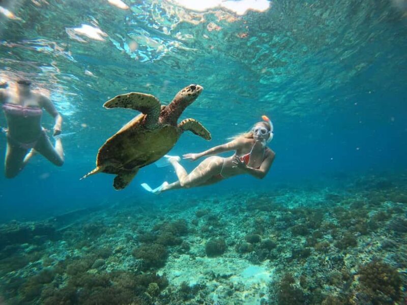 Half Day Private Snorkeling Swim With Turtles Free Gopro - The Itinerary: What to Expect