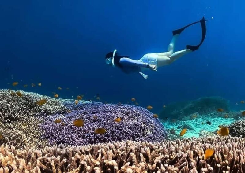 Half Day Private Snorkeling Swim With Turtles Free Gopro - FAQ