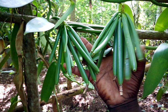 Half-Day Private Spice Tour in Kizimbani Farms, Zanzibar - Frequently Asked Questions