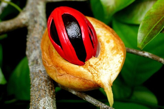 Half-Day Private Spice Tour in Kizimbani Farms, Zanzibar - The Sum Up