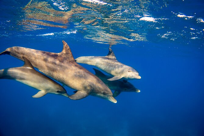 Half Day Private Tour Dolphin Watching And Snorkeling - Good To Know
