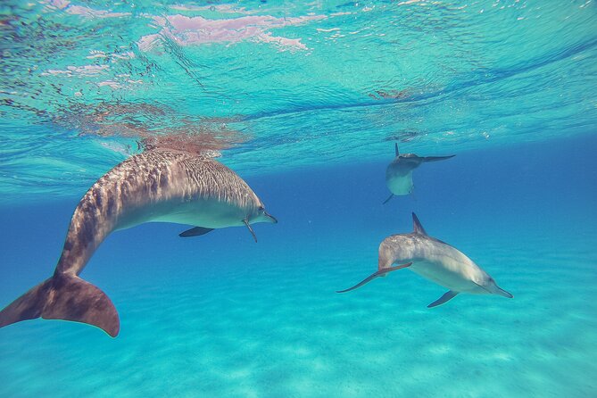Half Day Private Tour Dolphin Watching And Snorkeling - Itinerary