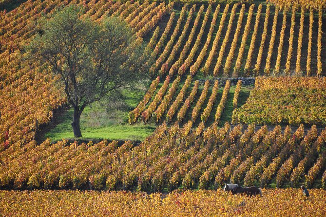 Half-Day Private Tour in Côte De Nuits - Directions