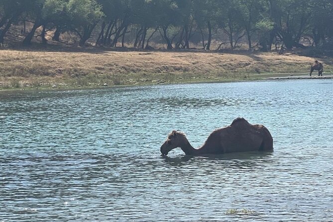 Half Day Private Tour in Darbat Waterfall, Taqah City - Good To Know