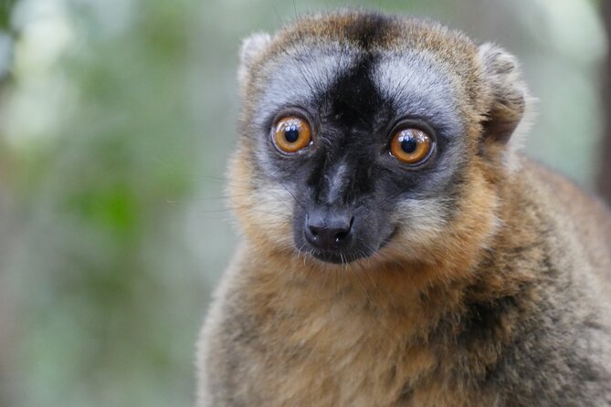 Half-Day Private Tour in Lemurs Park - Good To Know