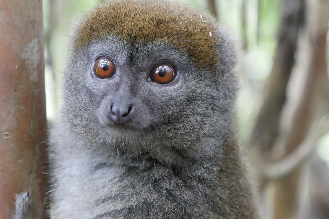Half-Day Private Tour in Lemurs Park - Inclusions and Pricing