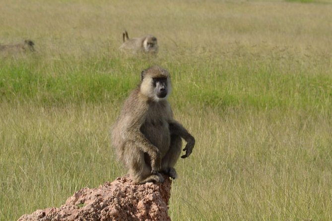 Half-Day Private Tour in Open Jeep at Nairobi Park - Additional Info