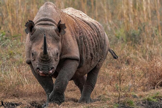 Half-Day Private Tour in Open Jeep at Nairobi Park - End Point