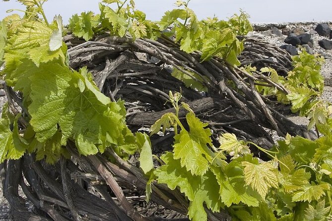 Half-Day Private Tour in Santorini - The Sum Up