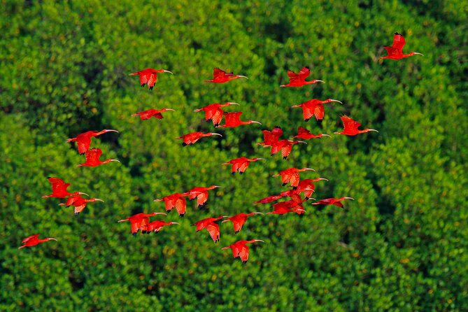 Half-Day Private Tour in Trinidad and Tobago - Good To Know