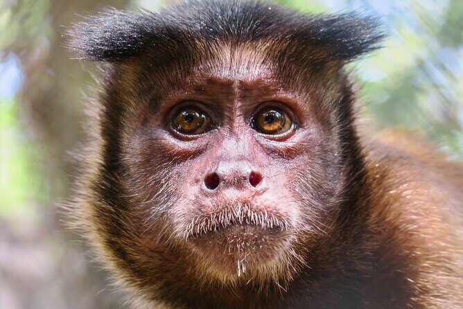 Half Day Private Tour of Akumal Monkey Sanctuary - Good To Know
