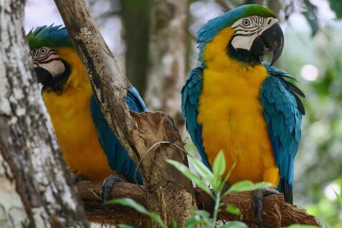 Half Day Private Tour of Akumal Monkey Sanctuary - Why This Tour Might Be Perfect for You