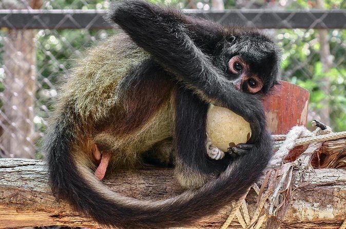 Half Day Private Tour of Akumal Monkey Sanctuary - The Sum Up