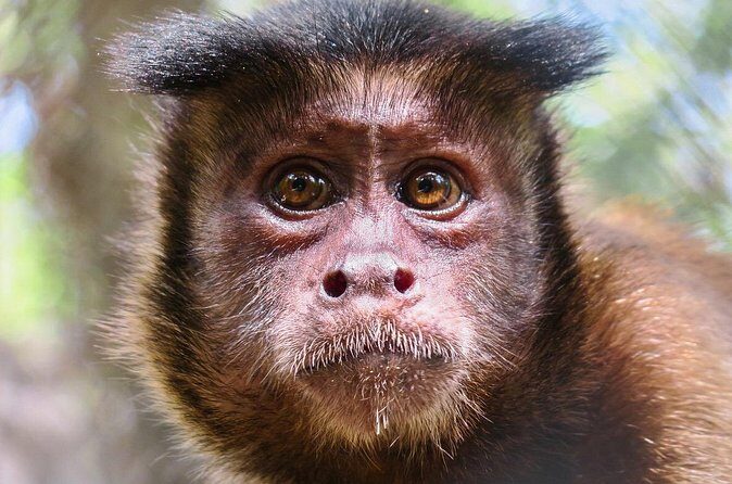 Half Day Private Tour of Akumal Monkey Sanctuary - FAQ