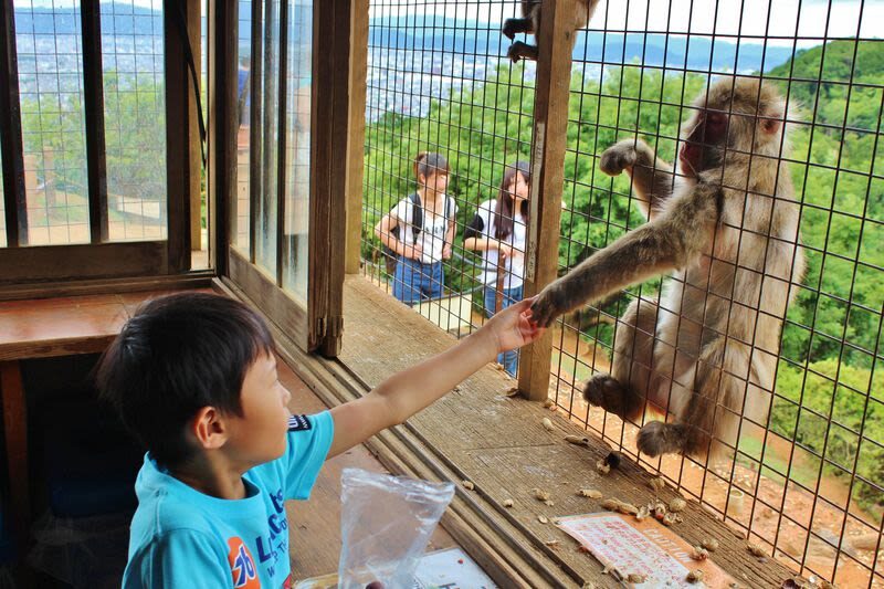 Half-day private tour of Arashiyama Monkey Park and Arashiyamas famous spots - At a glance