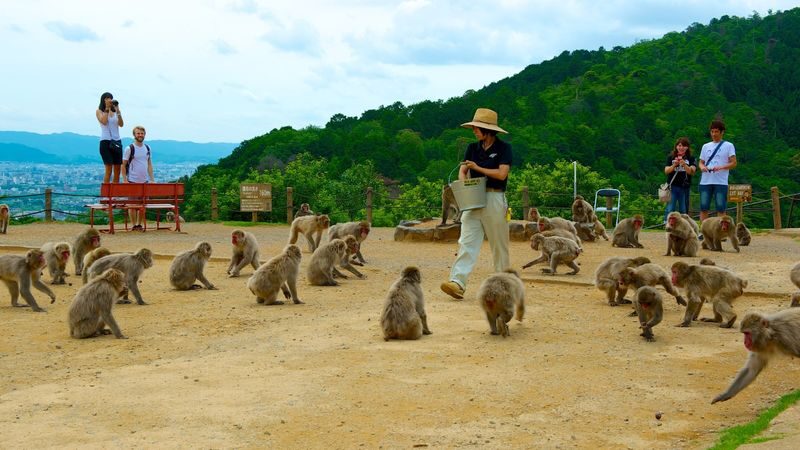 Half-day private tour of Arashiyama Monkey Park and Arashiyamas famous spots - A monkey park reached on foot