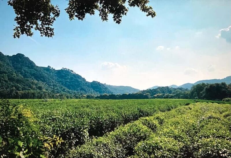 Half Day Private Tour of Jingci Temple and West Lake - How the Tour Stands Out