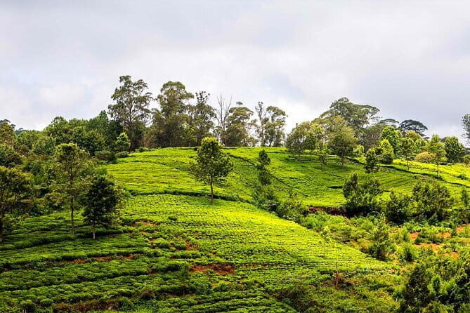 Half-Day Private Tour to Adiyogi Shiva and Dhyanalinga Temple - FAQs