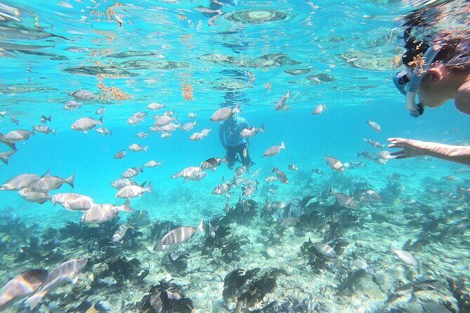 Half Day Private Tour to Islamorada Alligator Reef and Sandbar - An Introduction to the Experience