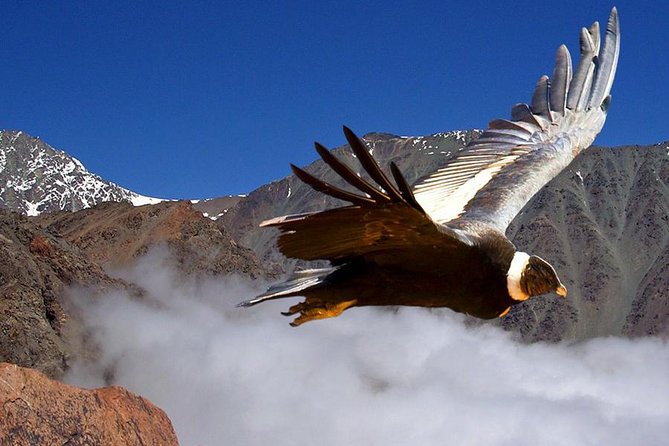 Half Day Private Trip to Valle Nevado With Cheese and Wine Carbon Neutral Trip - Visitor Experiences and Testimonials
