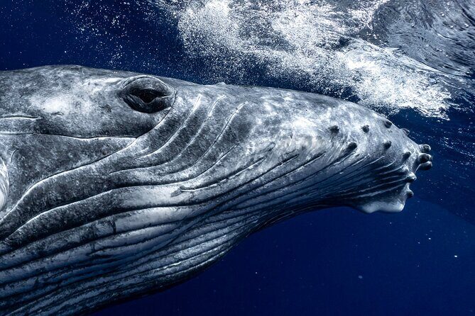 Half Day Private Whale Watching in Moorea - Good To Know