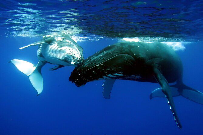 Half Day Private Whale Watching in Moorea - What You Can Expect During the Tour